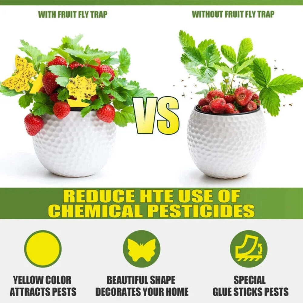 20pcs Fruit Fly Traps Insects Bugs Catcher Sticky Waterproof Fungus Gnat Killer